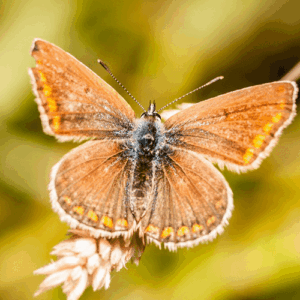 Leer in deze online cursus macrofotografie alles wat je moet weten om mooie detail foto's te maken