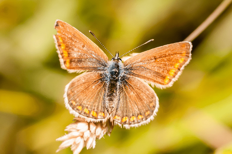 Leer in deze online cursus macrofotografie alles wat je moet weten om mooie detail foto's te maken