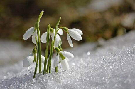 natuurfotografie: sneeuwklokje