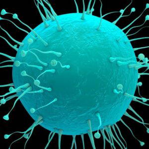 Celbiologie: Celgroei, celdeling en celdifferentiatie
