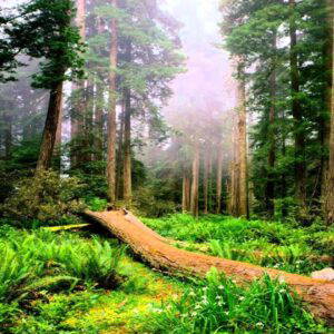 Verbinding met de Natuur