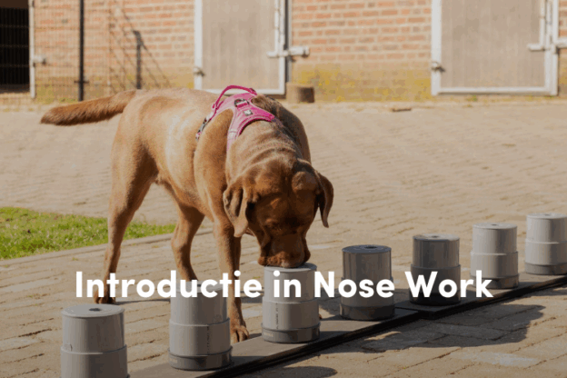 Online cursus Introductie in Nose Work voor honden op Soofos