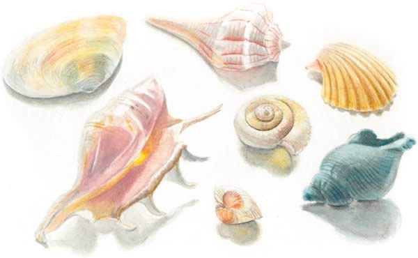 Schelpen in aquarelpotlood