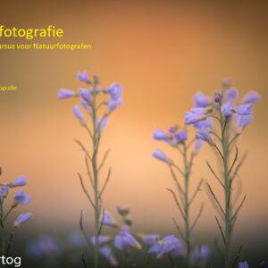 In de online cursus Macrofotografie leer je prachtige dichtbij foto's maken van dieren en natuur
