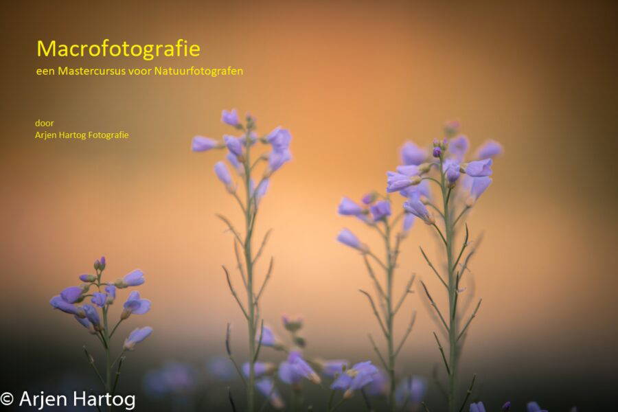 In de online cursus Macrofotografie leer je prachtige dichtbij foto's maken van dieren en natuur