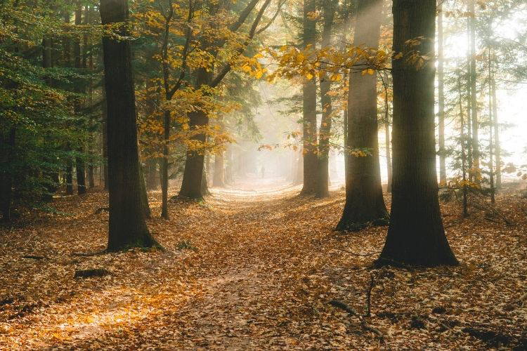 Met de mind-walk methode word je bewust van de natuur en haar krachten om je heen en in jezelf