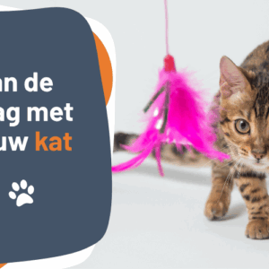 Afbeelding bij online cursus Aan de slag met jouw kat op Soofos