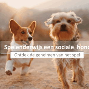 Cursusafbeelding Spelenderwijs een sociale hond ontdek de geheimen van het spel