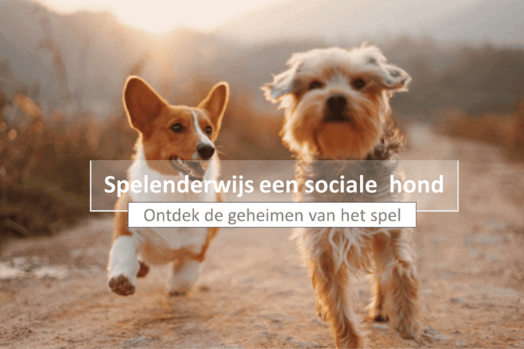Cursusafbeelding Spelenderwijs een sociale hond ontdek de geheimen van het spel