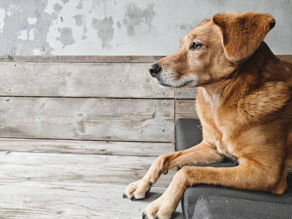 Dieren cursussen